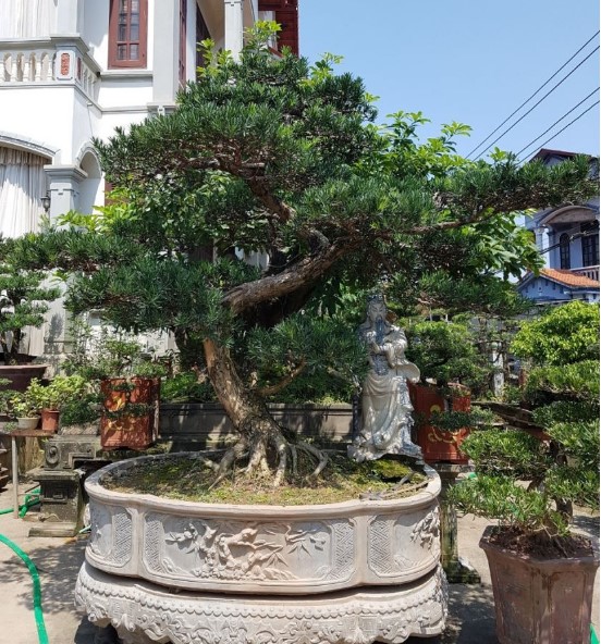 Cây Tùng La Hán Bonsai – Vạn niên tùng mang lại sự thịnh vượng may mắn phồn vinh 7