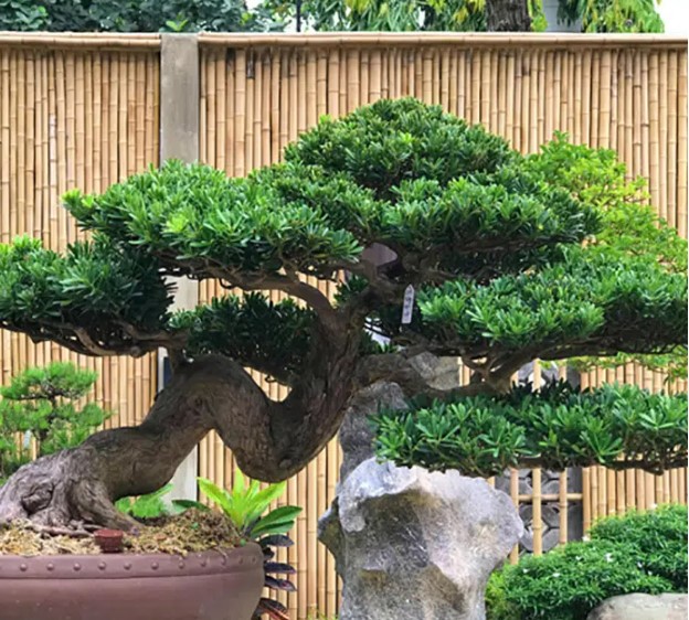 Cây Tùng La Hán Bonsai – Vạn niên tùng mang lại sự thịnh vượng may mắn phồn vinh 11