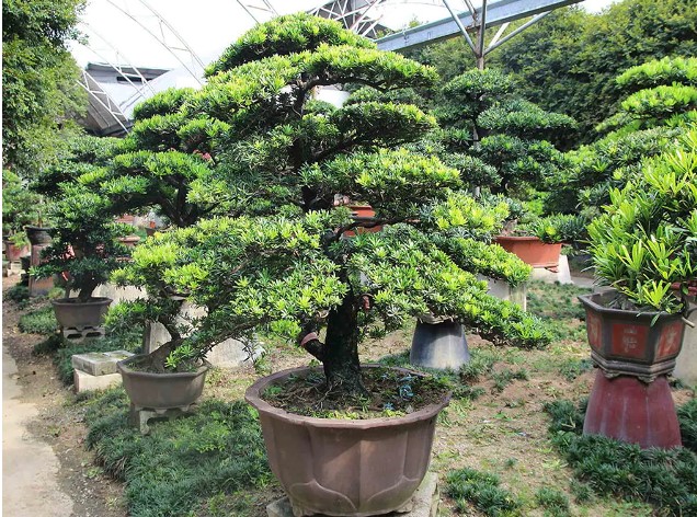 Cây Tùng La Hán Bonsai – Vạn niên tùng mang lại sự thịnh vượng may mắn phồn vinh 9