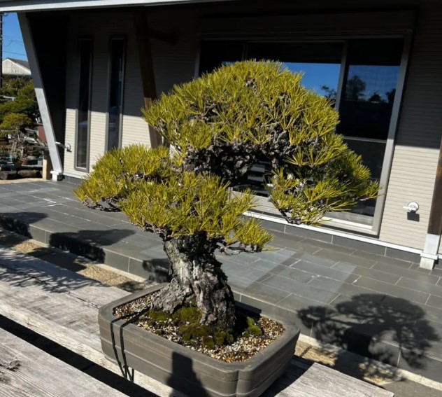 Cây Tùng La Hán Bonsai – Vạn niên tùng mang lại sự thịnh vượng may mắn phồn vinh 10