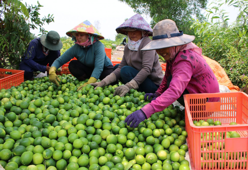 Thu hoạch chanh đào