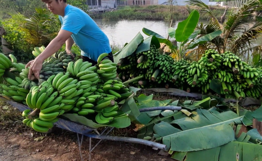 Thu hoạch và bảo quản chuối