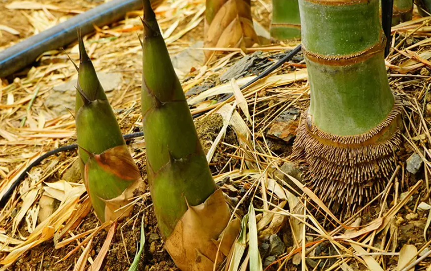 Kỹ thuật trồng và chăm sóc cây tre lấy măng