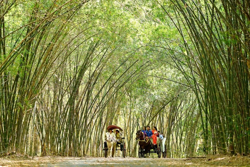 Những câu chuyện kì thú xung quanh cây tre, hoa tre nở