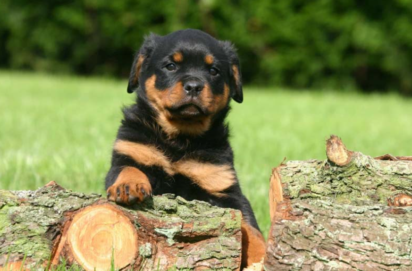 Cách nuôi chó Rottweiler