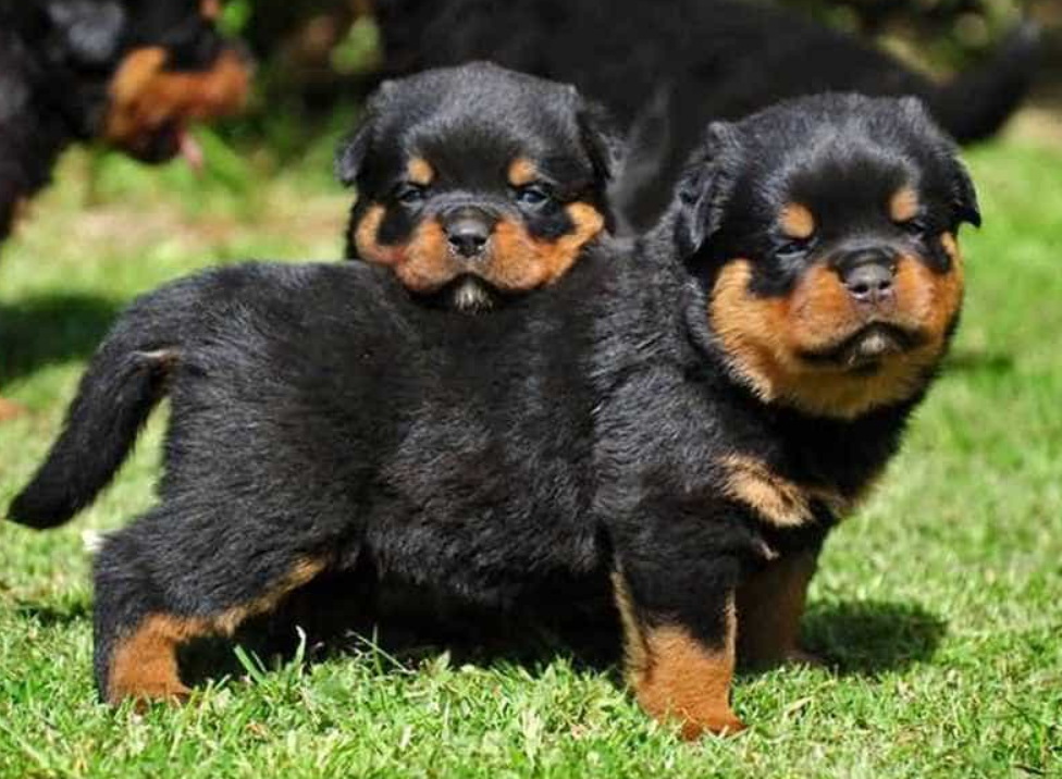 Chó Rottweiler lai Becgie (gọi là German Rottie)