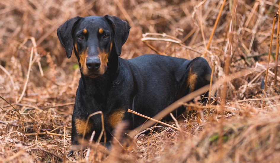 Chó Rottweiler lai Doberman