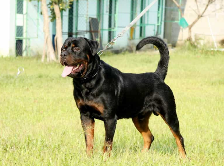 Chó Rottweiler lai Xoáy Phú Quốc