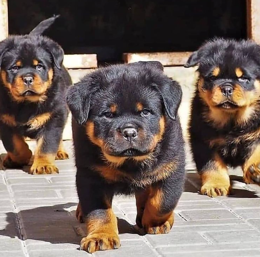 Những điều cần lưu ý trước khi mua chó Rottweiler