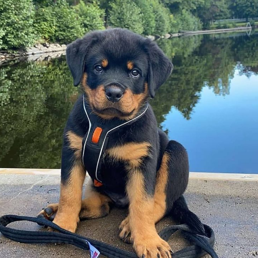 Cách huấn luyện chó Rottweiler