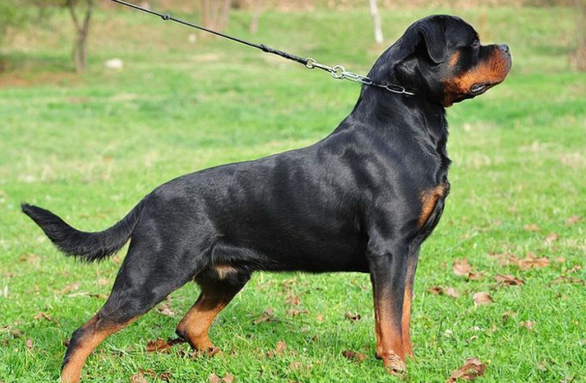 Đặc điểm tính cách của chó Rottweiler