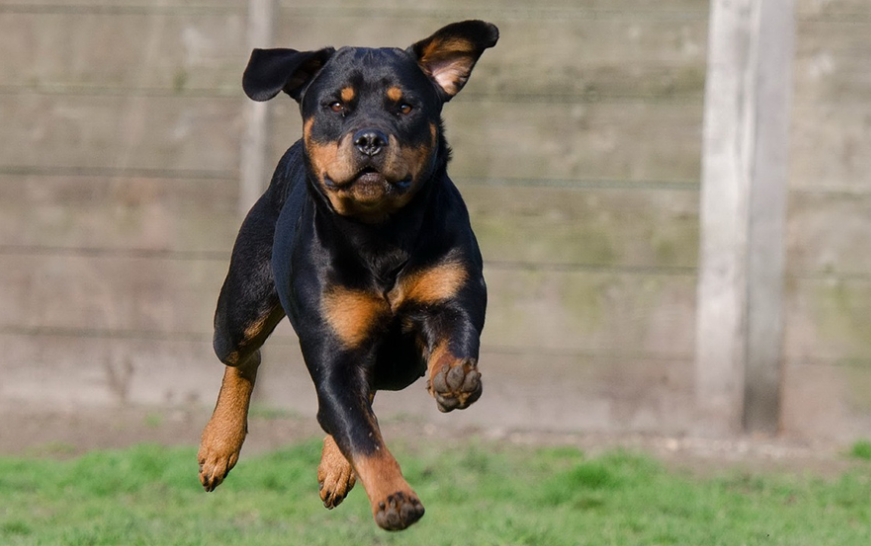 Nguồn gốc, xuất xứ của chó Rottweiler