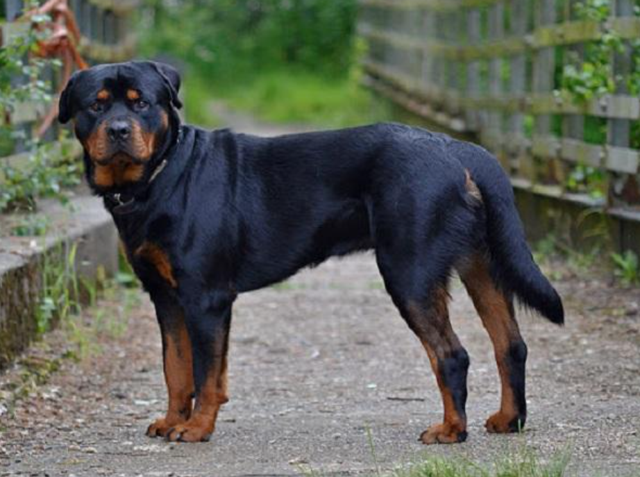 Đặc điểm ngoại hình của Rottweiler