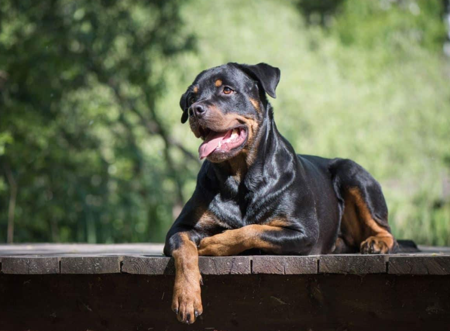 Cách nhận biết chó Rottweiler dị dạng