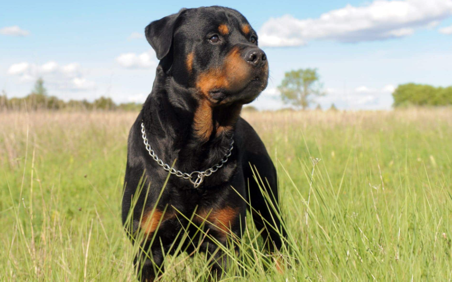 Điều kiện sống của giống chó Rottweiler Đức