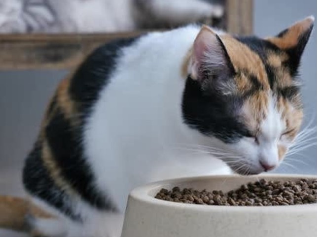 Mèo Tam Thể – Ý nghĩa tâm linh của loài Mèo Tam Thể