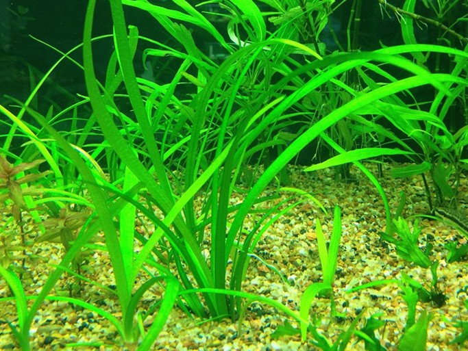Cây Thủy Sinh - Các loại cây thủy sinh đẹp nhất và dễ trồng nhất 2