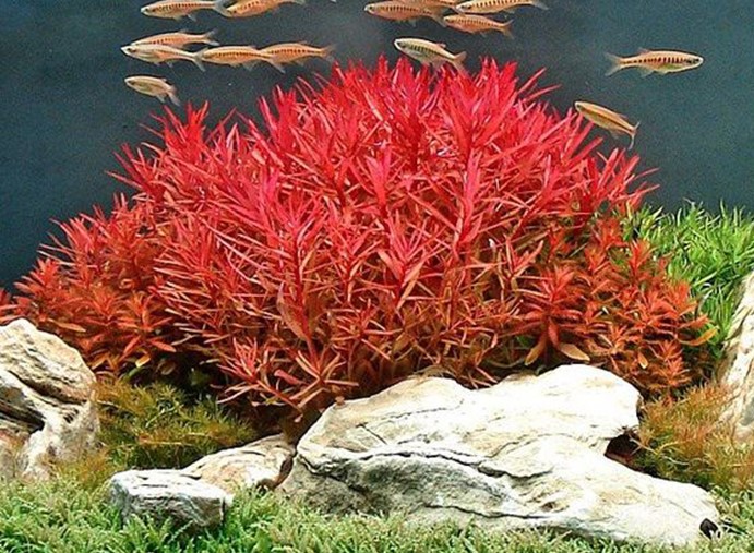 Cây Thủy Sinh - Các loại cây thủy sinh đẹp nhất và dễ trồng nhất 4