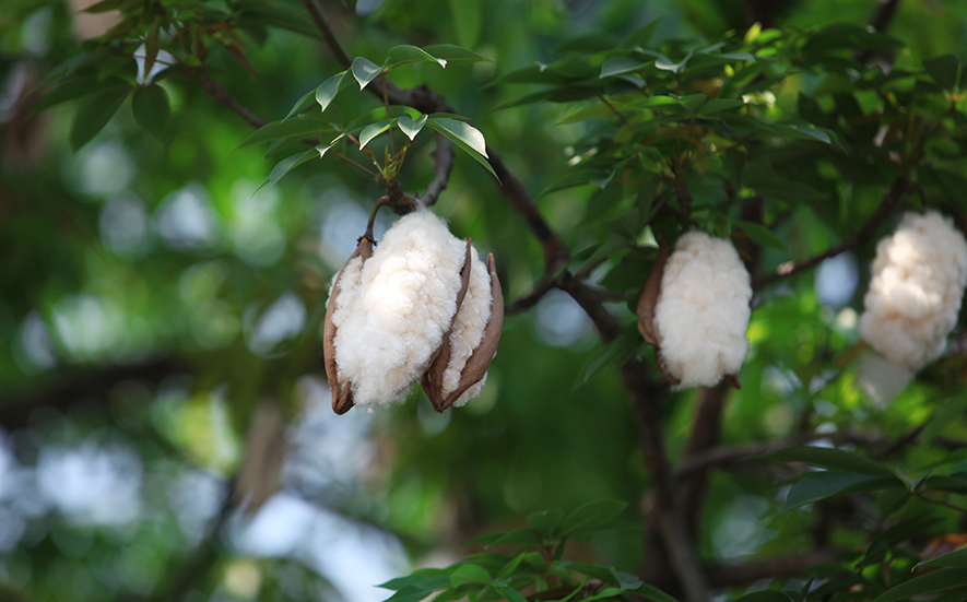 Cây Bông Gòn - Đặc điểm, công dụng và những lưu ý khi sử dụng 14