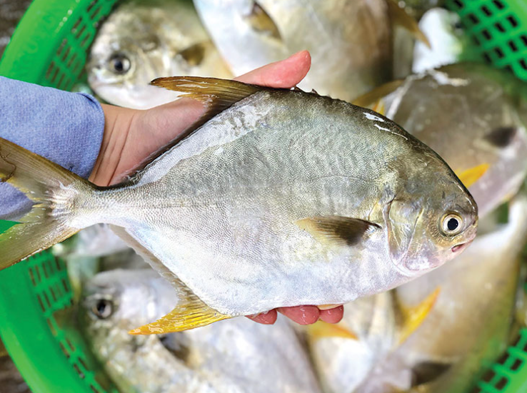 Kỹ thuật phòng bệnh cho cá Chim