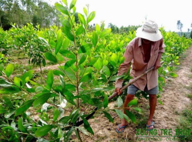 Cây Keo - Đặc điểm và công dụng của cây keo 13